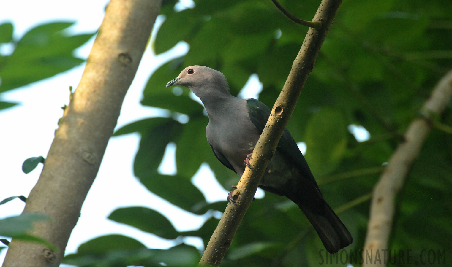 Ducula aenea pusilla [550 mm, 1/800 sec at f / 7.1, ISO 4000]